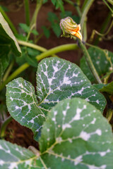 Close-up of squash plant leaves exhibiting distinct white variegation, with a vibrant yellow flower...