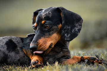 Close-up of a dapple dachshund in outdoors. Natural light, soft focus background. Perfect for pet,...