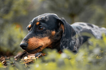 Close-up of a dapple dachshund in outdoors. Natural light, soft focus background. Perfect for pet,...