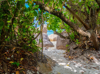 Path to the beach in a tropical island