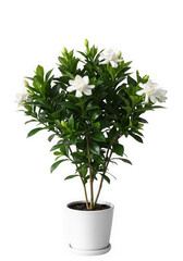 Naklejka premium A lush gardenia plant in a white pot, isolated on transparent background