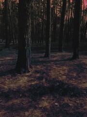 Fototapeta premium Dark pine woods, summer gloomy mood