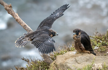 Juvenile peregrine falcons first flight - learning to fly - over the pacific ocean near Los Angeles