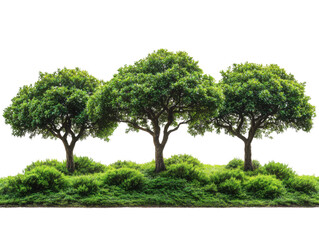 Three trees are standing in a field of green grass