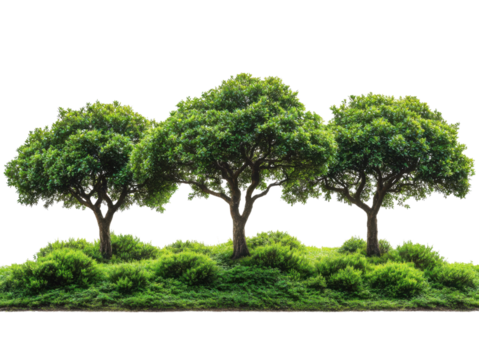 Three trees are standing in a field of green grass
