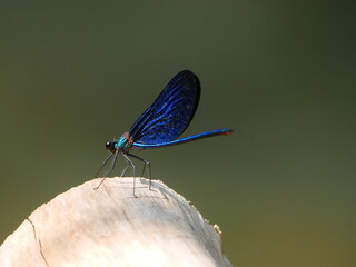  blue black color dragonfly by river amazing color by nature 