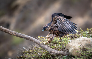 Juvenile peregrine falcon first flight - learning to fly - over the pacific ocean near Los Angeles