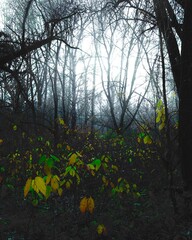 autumn dark forest and yellow leaves, surreal landscape