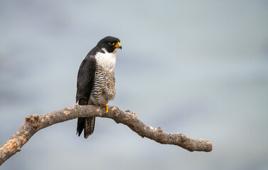 Peregrine falcon adult female perched on a bare branch over the pacific ocean and stretching its legs