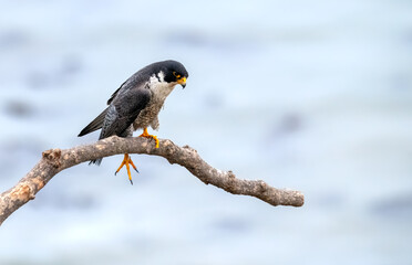 Peregrine falcon adult male perched on a bare branch over the pacific ocean and stretching its legs near Los Angeles