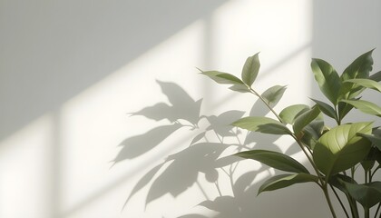 plant in the window