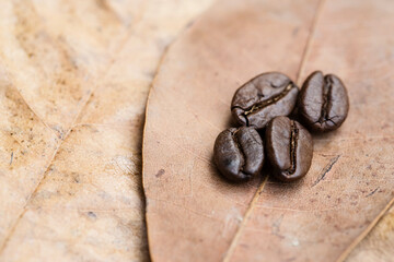 Coffee beans on dry brown leaf