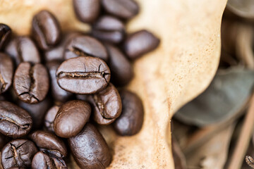 Coffee beans on dry brown leaf