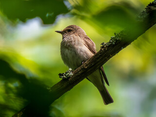 Close-up portrait of Spotted flycatcher in summer. Spotted flycatcher or Muscicapa striata is small passerine bird. Spotted flycatcher perched on branch against background of green lush