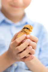 Happy little child playing with a yellow hatched little chick in his hands.Laughing child on farm with animal