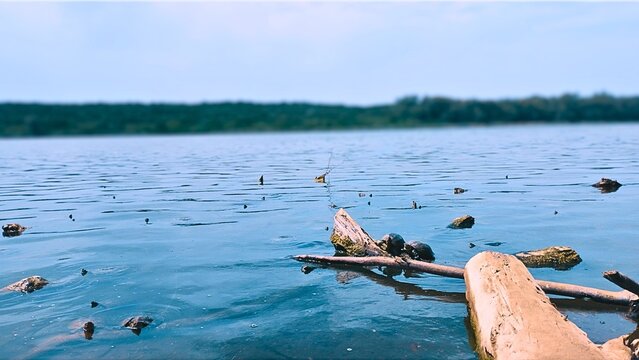 Tree trunks floating on Lake Sidi Boughaba, Kenitra, Morocco