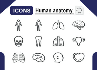 Human Anatomy Icon Set of 12 Vector Illustrations