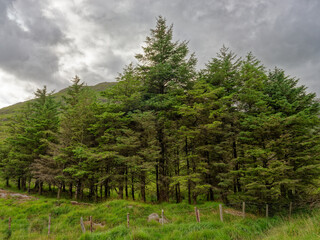 Evergreen trees densely grow on a lush, grassy hillside. A cloudy sky hangs overhead, creating soft...