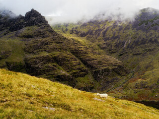 A sheep stands quietly on a grassy slope, gazing towards a dramatic, mist-covered mountain range,...