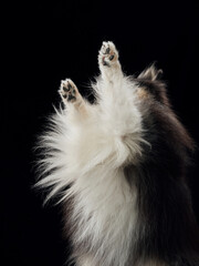 A sheltie stands upright with both paws raised. The light emphasizes the long coat and animated...