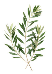 Fototapeta premium Green olive branch isolated on transparent background