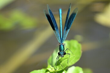 Closeup shot of a male banded demoiselle (Calopteryx Splendens) spreading his wings