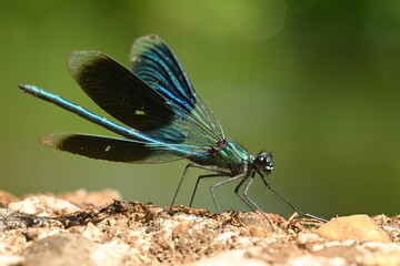 Closeup shot of a male banded demoiselle (Calopteryx Splendens) spreading his wings