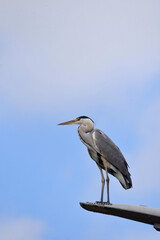A shot from below of a grey heron bird, Ardea cinerea, standing on a lamppost, with a blue sky with clouds as backdrop. 