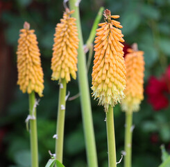 Kniphofia uvaria blooms in the garden