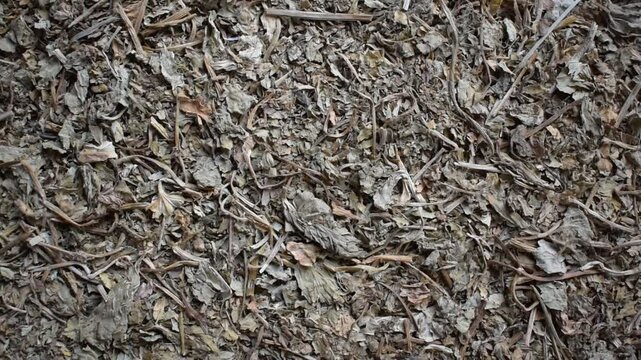 Raw whole dried Bacopa monnieri herb