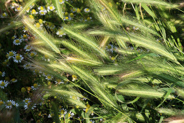 Wild barley (Hordeum murinum) grows in nature