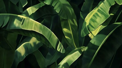 Lush Banana Leaves with Tropical Green.