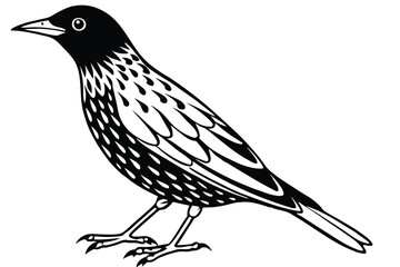 Ornate Blackbird Illustration Detailed Monochrome Bird with Intricate Feather Patterns and Sharp Talons
