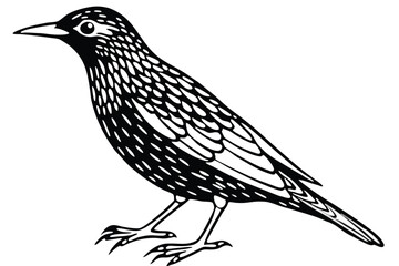 Black and White Starling Illustration Detailed Vector Image of a European Starling