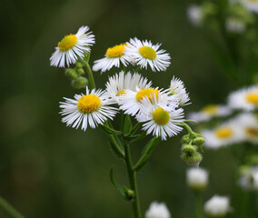 In the meadow, blooms in the wild Erigeron annuus