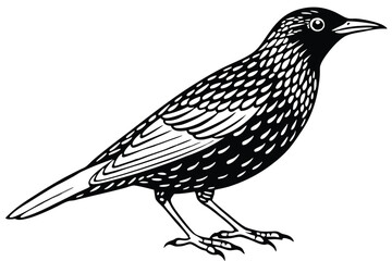 Stylized Black and White Illustration of a European Starling Bird Standing Profile