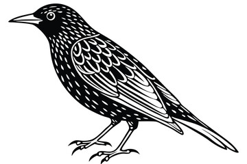 Stylized Black and White Starling Illustration with Detailed Wing and Feather Markings