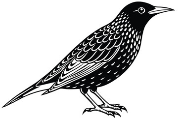 Black and White Vector Illustration of a Starling Bird Standing Profile View