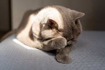 A British shorthair cat is seen sitting comfortably in a sunbeam, using its paw to wash its face. The serene moment captures the cat's adorable nature while it enjoys a quiet afternoon.