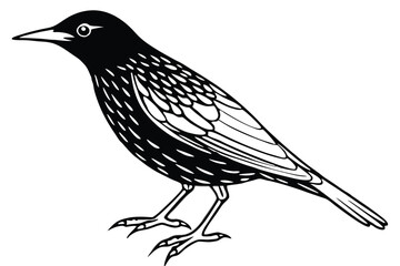 Stylized Black Starling Illustration with Intricate Feather Detailing and Sharp Beak Design