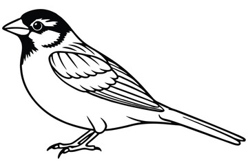 Black and White Illustration of a Bird with Intricate Feather Detailing and Precise Outline