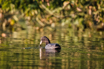 Coot on the lake
