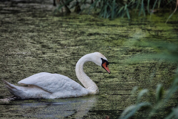 Fototapeta premium swan on the lake