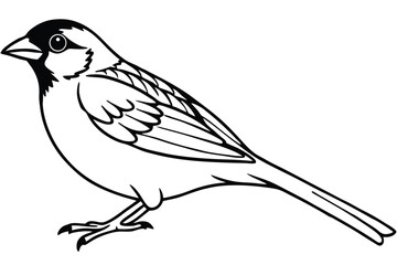 Fototapeta premium Detailed Black and White Line Art Illustration of a Small Sparrow Perched Sideways