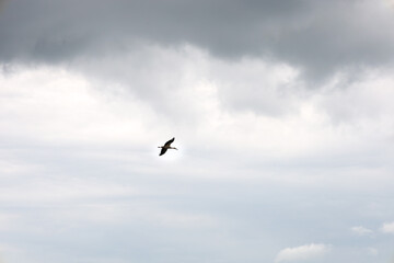 A solitary bird soars in the gray sky, covered with fluffy clouds. Its silhouette stands out...