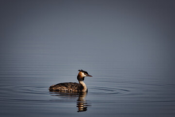 Great crested grebes on the lake
