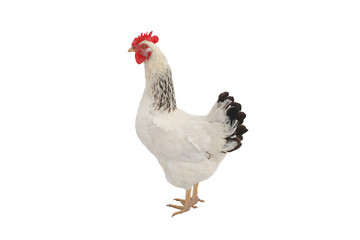 white chicken isolated on white background