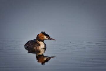 Great crested grebes on the lake
