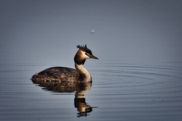 Great crested grebes on the lake

