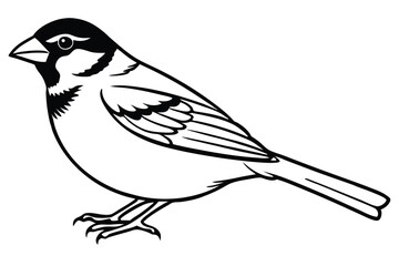 Outlined Drawing of a Sparrow with Black Head and Detailed Feathers Design